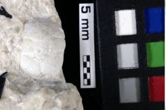 Foto (Detailansicht) von Pithonoton sp. (NHMW-GEO-1990-0041-0015)